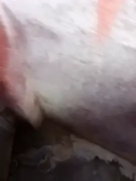 daksh  8 inche online show from 04/08/26, 09:16