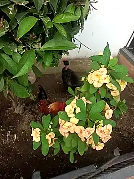 Asia 37 online show from 02/15/26, 10:41