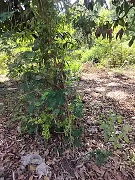 Snapshot of desiBig_dick chatting on 03/23/26, 08:58 desiBig dick online show from 03/23/26, 08:58