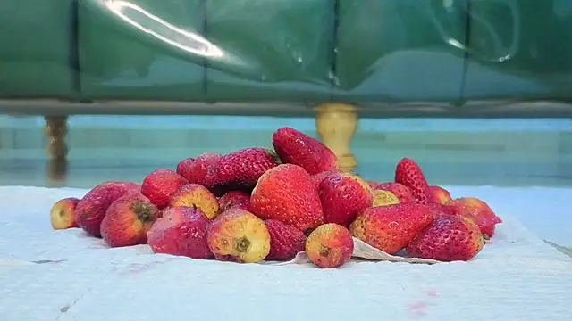 zarcasutra t online show from 03/31/26, 12:51