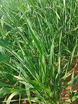 Kirti sexy online show from 01/15/26, 09:23