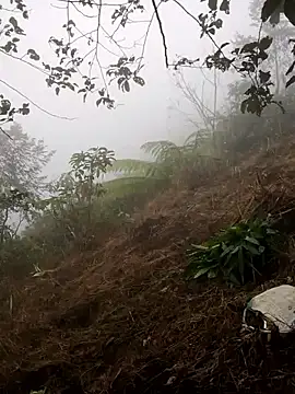 cdyyds-69 online show from 01/15/26, 01:53