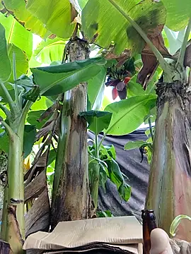 Hivi 09 online show from 04/12/26, 12:25