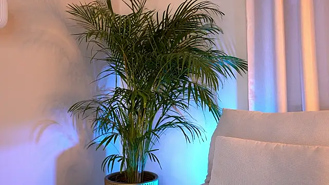 Tinydoll XO online show from 02/09/26, 03:32