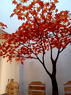 Dante Knox online show from 02/14/26, 11:54