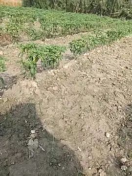 Shivanisingh4 online show from 03/29/26, 03:19