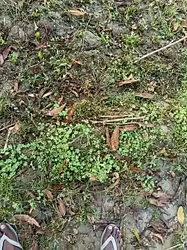 Shivanisingh4 online show from 03/30/26, 02:02