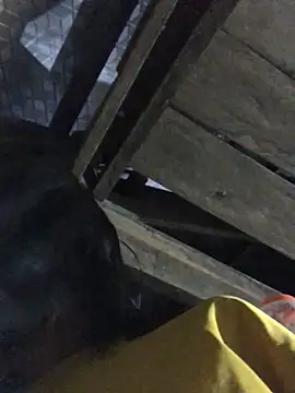 sun-shii online show from 03/22/26, 11:28