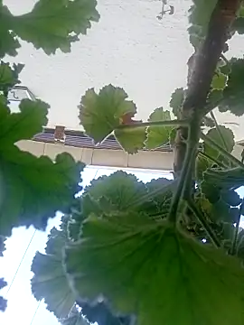 Snapshot of dicklife3485 chatting on 04/04/26, 08:43 dicklife3485 online show from 04/04/26, 08:43