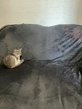 AlisRoxy online show from 02/22/26, 06:16