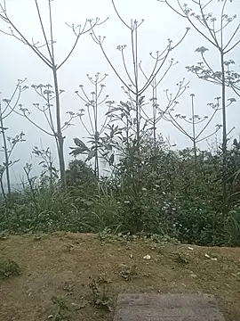 cutebobi online show from 03/02/26, 03:29