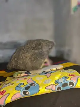 Iam AlexandraRey online show from 02/03/26, 07:13