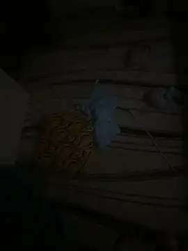 dragon ndragos online show from 02/24/26, 10:43