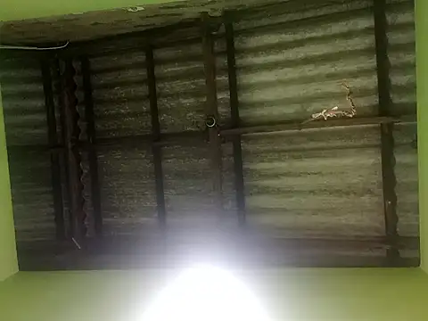 ShaniNsula2026 online show from 03/19/26, 04:29