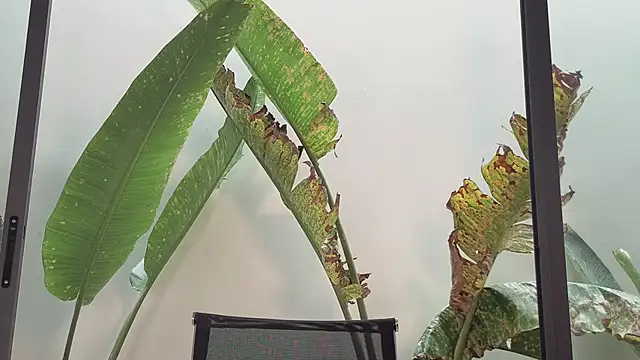 came-a-lot online show from 02/27/26, 04:12