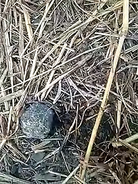 Cute Boy 4 online show from 02/04/26, 02:28