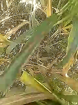 Cute Boy 4 online show from 03/01/26, 05:18