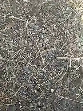 Cute Boy 4 online show from 03/08/26, 07:44