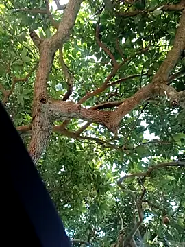 Mkhothiwesibumbu online show from 02/02/26, 06:12