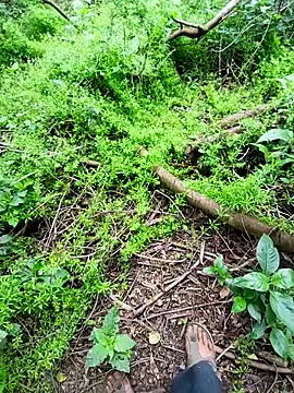 Sharmasamba online show from 04/03/26, 04:41