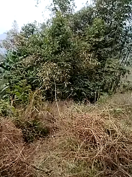 Snapshot of sushi-asa chatting on 02/24/26, 01:50 sushi-asa online show from 02/24/26, 01:50