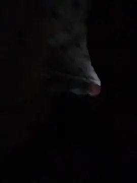 Snapshot of May_Bombs chatting on 02/05/26, 10:49 May Bombs online show from 02/05/26, 10:49