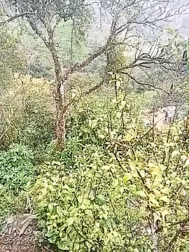 Luminana online show from 03/07/26, 12:50