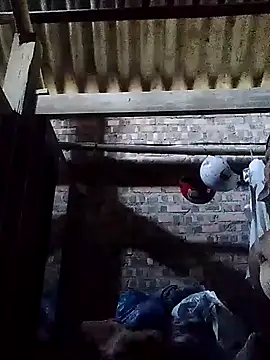 Linka998 online show from 03/02/26, 02:01