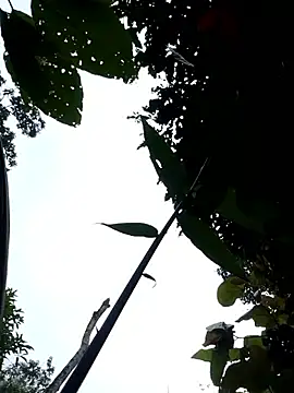 Linka998 online show from 04/03/26, 11:11