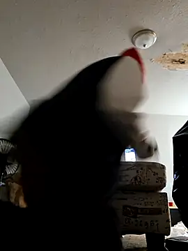 Snapshot of stressrliver88 chatting on 02/24/26, 02:51 stressrliver88 online show from 02/24/26, 02:51