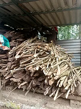 nelina 12345 online show from 04/15/26, 12:16