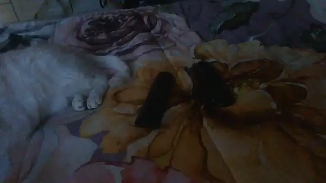 luanahot1 online show from 03/31/26, 07:43