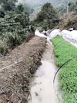 ngocbao11 online show from 03/12/26, 01:11