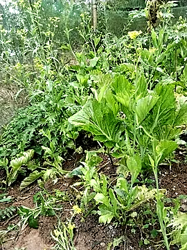 Snapshot of ngocbao11 chatting on 02/26/26, 01:05 ngocbao11 online show from 02/26/26, 01:05