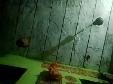 wifedesi7050 online show from 03/28/26, 12:44