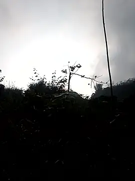 elen8800 online show from 03/03/26, 01:12