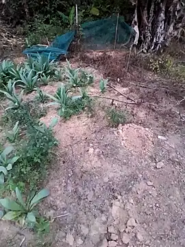 zanh99 online show from 04/08/26, 11:22