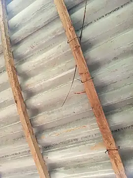 Heylen hooo online show from 03/26/26, 05:17