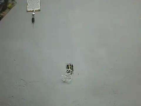 UrsoBissexualPauGrosso online show from 03/28/26, 12:22