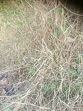 Ambala1 online show from 04/12/26, 06:38