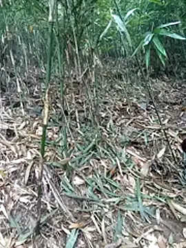 kalara kail online show from 03/16/26, 01:57