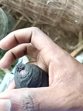 Snapshot of sanju_5418 chatting on 04/07/26, 07:10 sanju 5418 online show from 04/07/26, 07:10