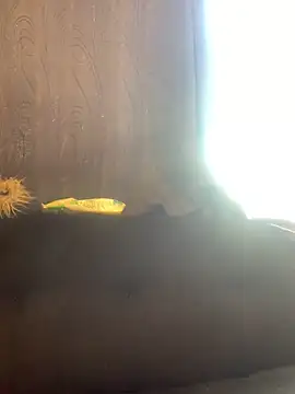 Snapshot of -Jack_Zoe- chatting on 03/20/26, 03:13 -Jack Zoe- online show from 03/20/26, 03:13