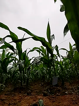 Snapshot of Ruby_Lucy chatting on 04/02/26, 01:46 Ruby Lucy online show from 04/02/26, 01:46