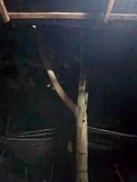 Zain Moore online show from 03/30/26, 05:36