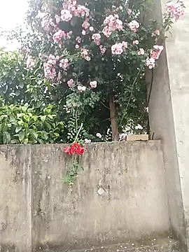 Snapshot of Lily_Daisy chatting on 04/05/26, 01:01 Lily Daisy online show from 04/05/26, 01:01