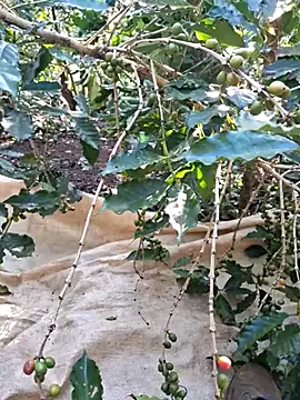 90-45 online show from 04/15/26, 10:32