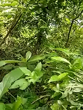 yaja-chan online show from 07/07/26, 04:15