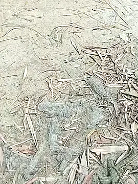 EdenJuniper online show from 05/06/26, 05:00