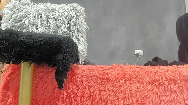 SandraGoldstein online show from 03/13/26, 01:21